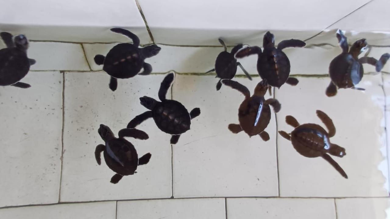 The Beach Bungalows & Turtle Sanctuary Pemuteran Exteriér fotografie
